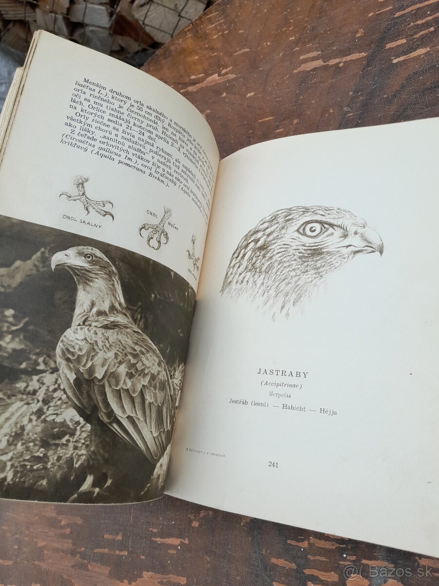 Predám knihu polovníctvo v obrazoch - 12