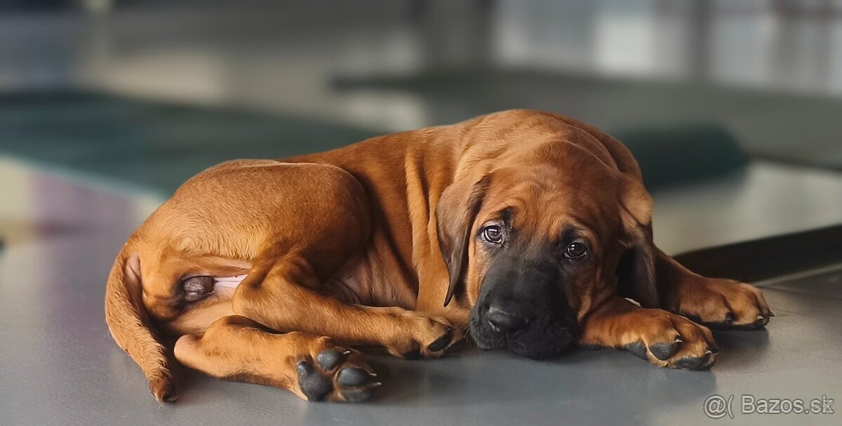 Tosa Inu s PP (FCI) - 12