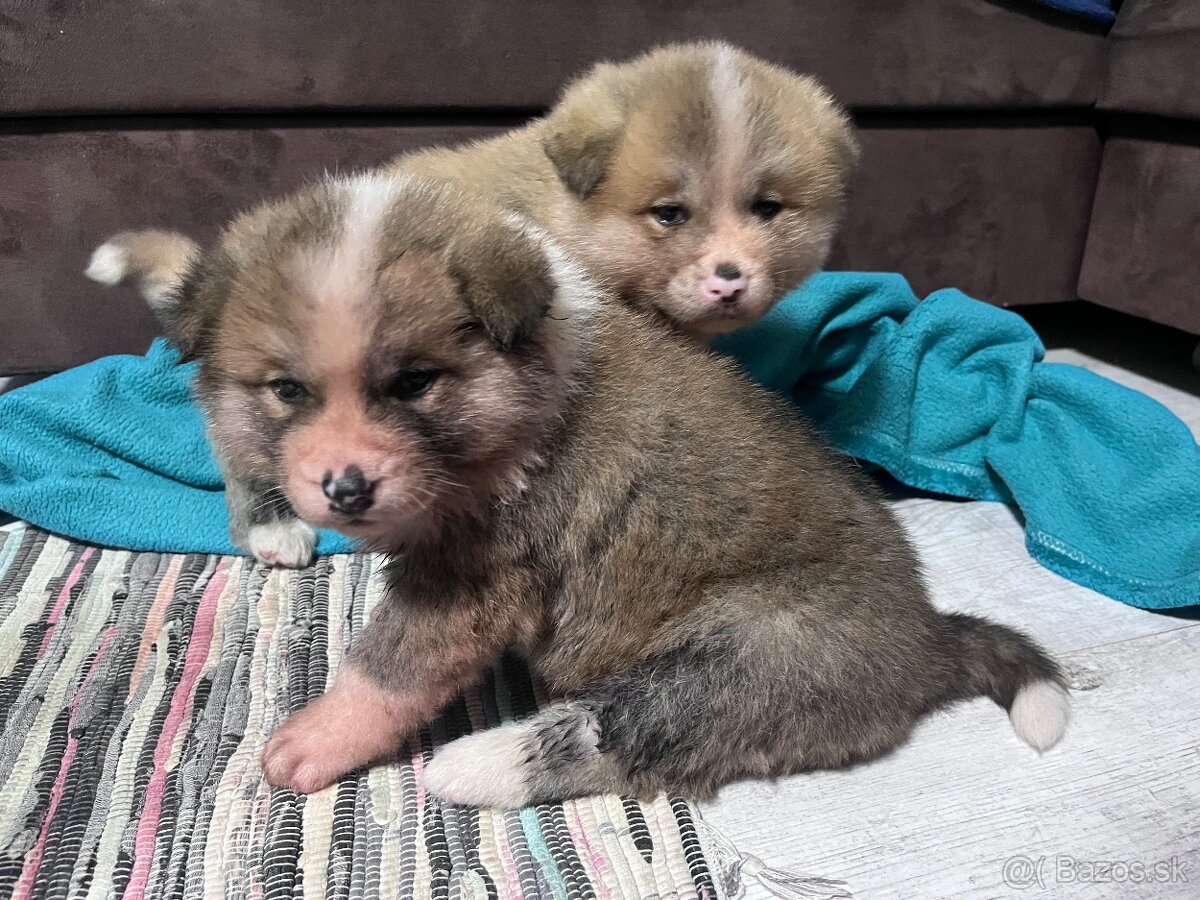 Šteniatka Akita Inu - 12