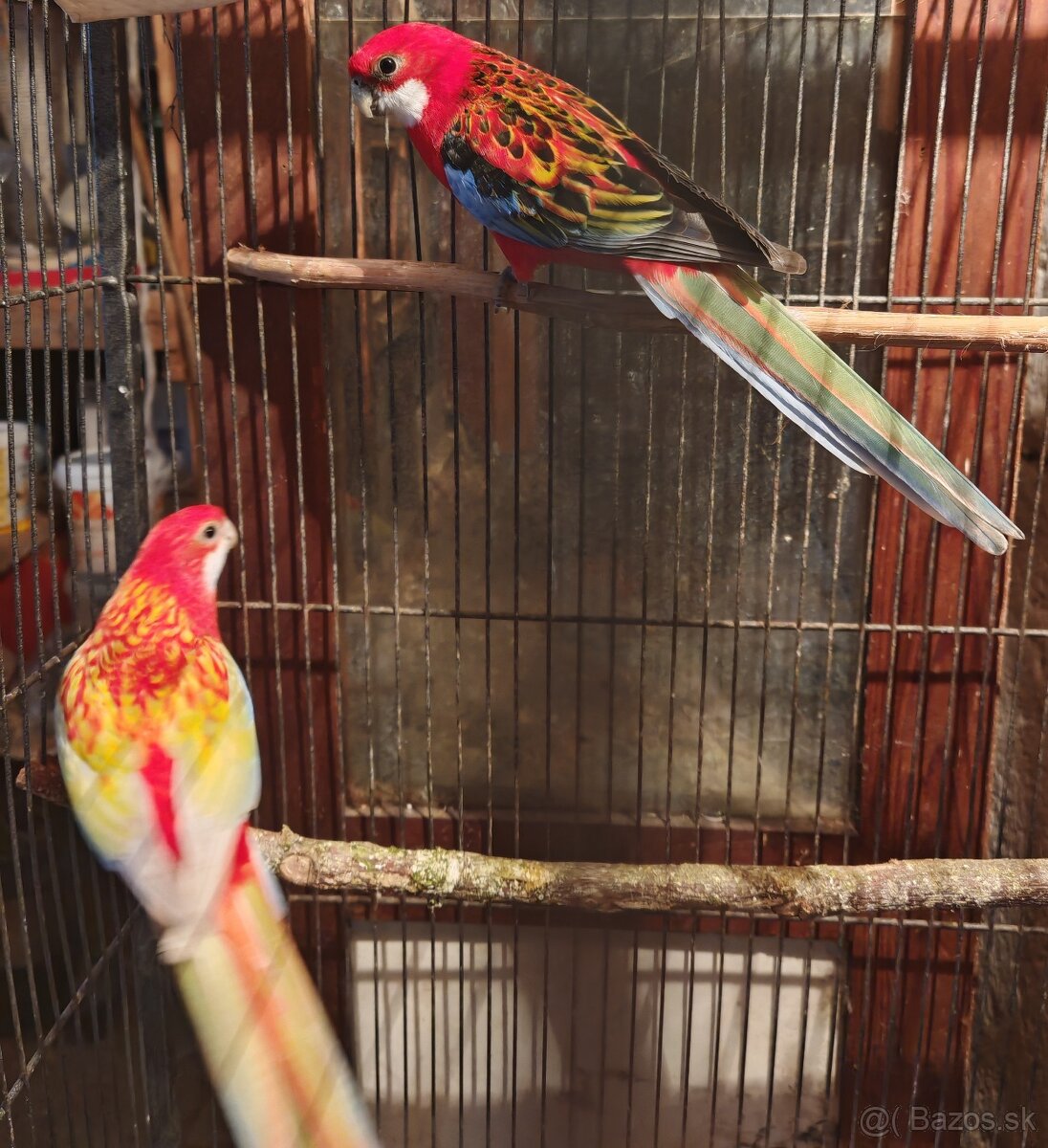 Rozela pestrá - pár - 12