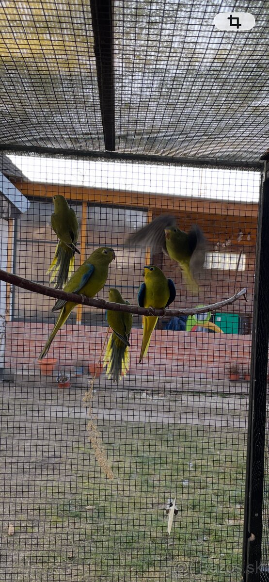 Neoféma ozdobná - 12