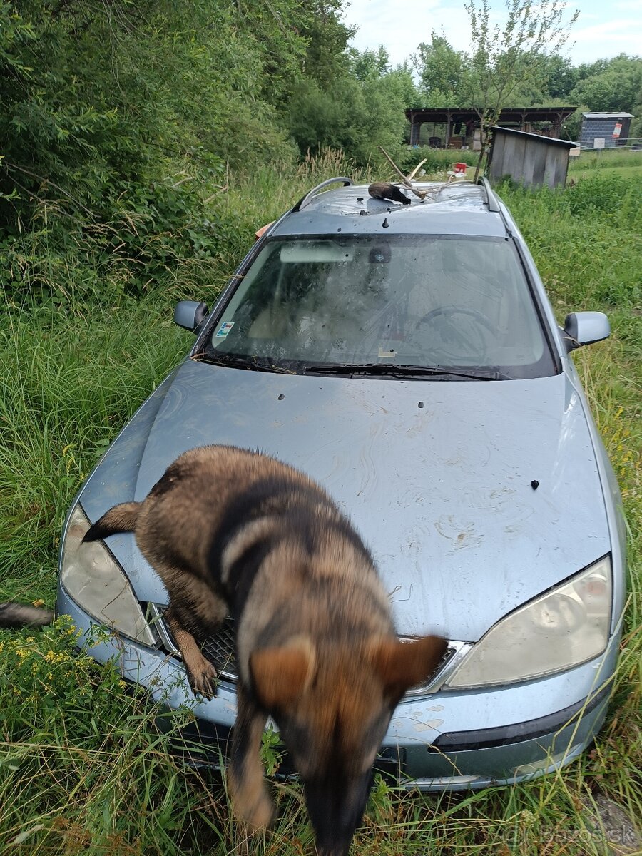 Nemecký ovčiak - 12