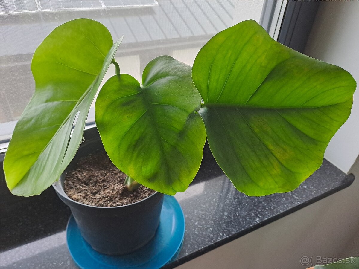 Monstera kvet cca 30-40cm - 12