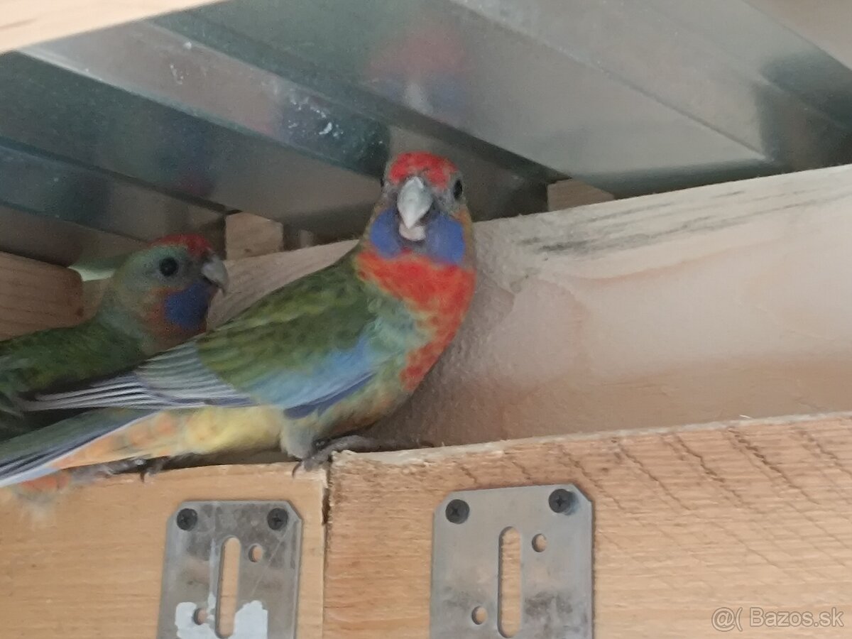 Predám - Rozela Adelaidská - 12