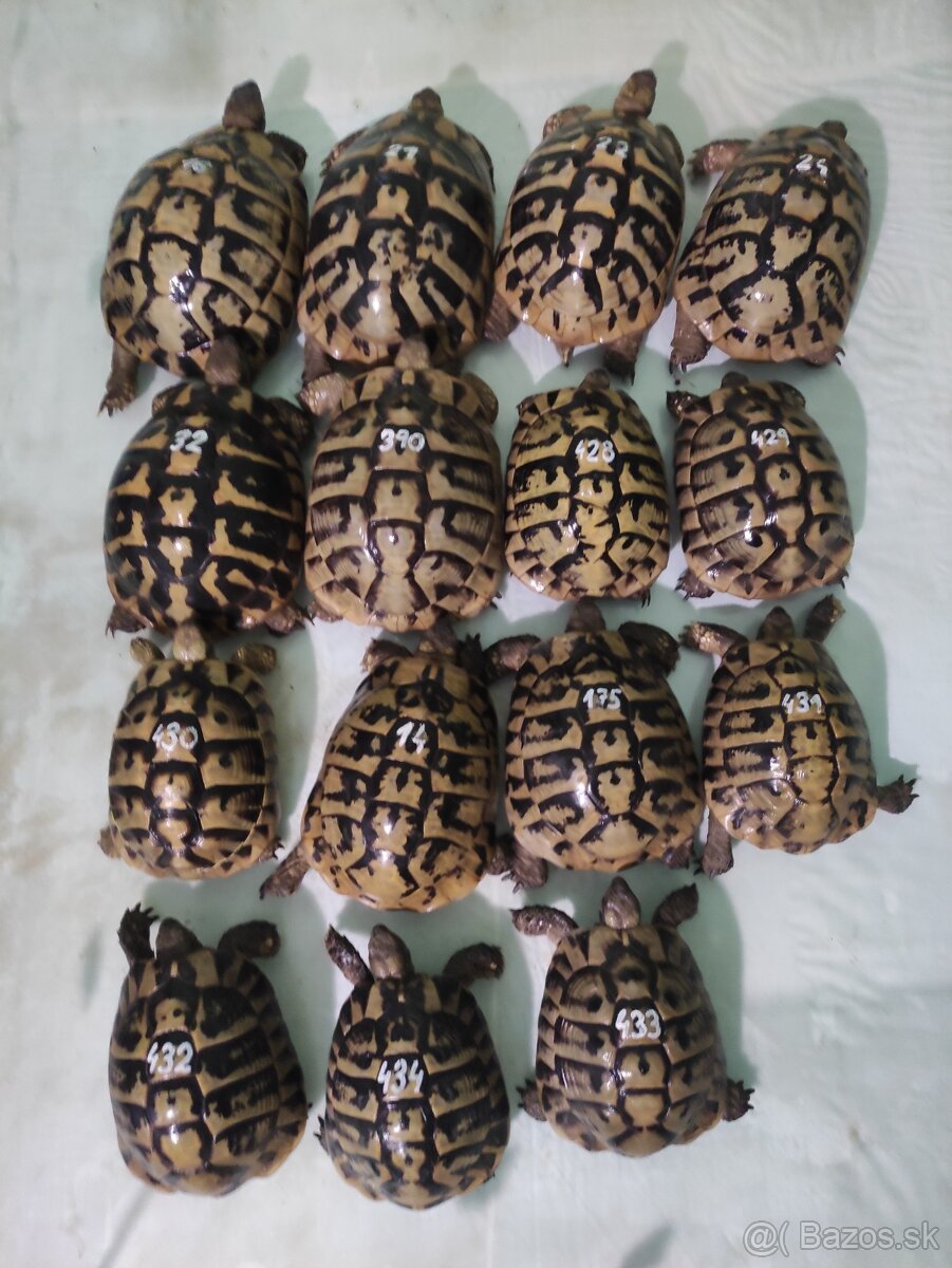 Suchozemská korytnačka-vlastný odchov 2025 - 12