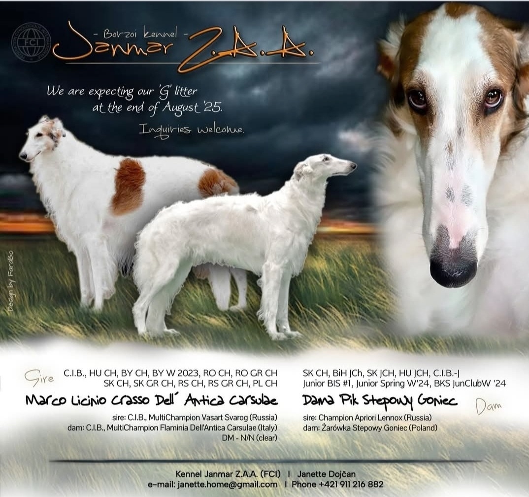 Barzoj ruský chrt s PP - 12