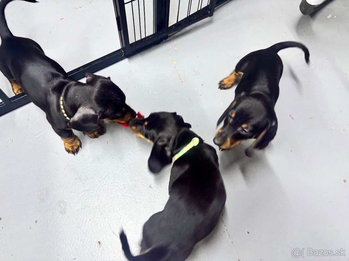 Jazvečík kratkosrstý - 12