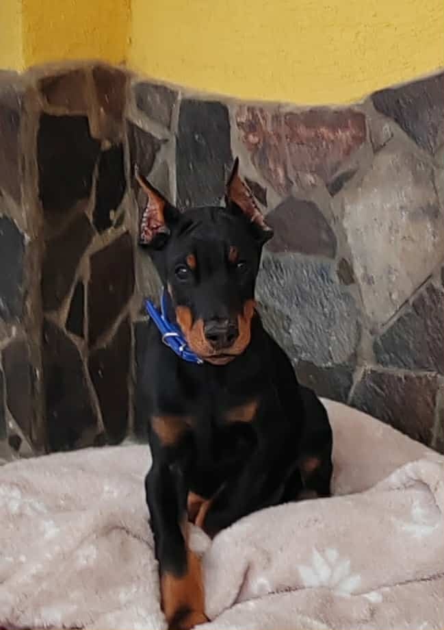 DOBERMAN ŠTENIATKA FCI P.P. - 12