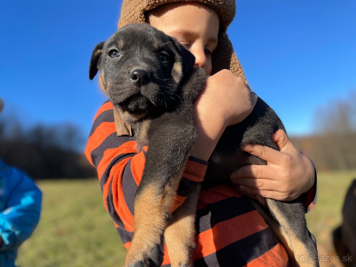 Šteniatka po super rodičoch ❤️ - 12