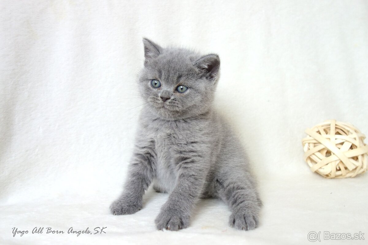 Britské mačiatka s PP ♥ - 12