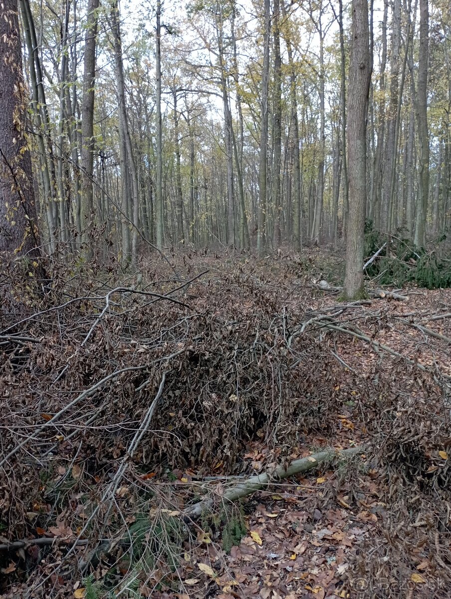 Agát, Agátové ploty - 12