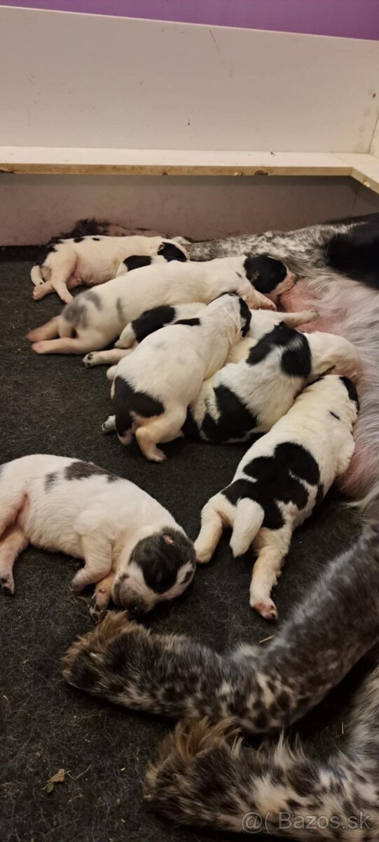 Stredoázijský ovčiak - šteniatka s PP - 12