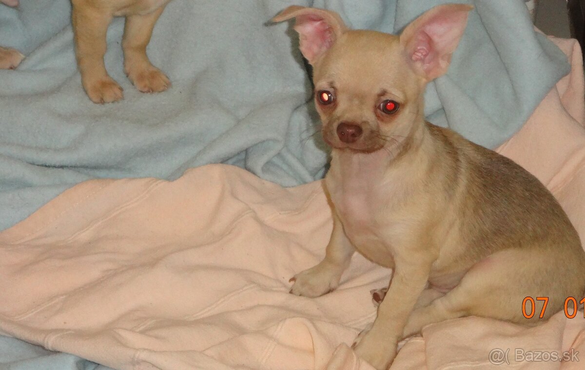 čivava krátkosrstá - 12