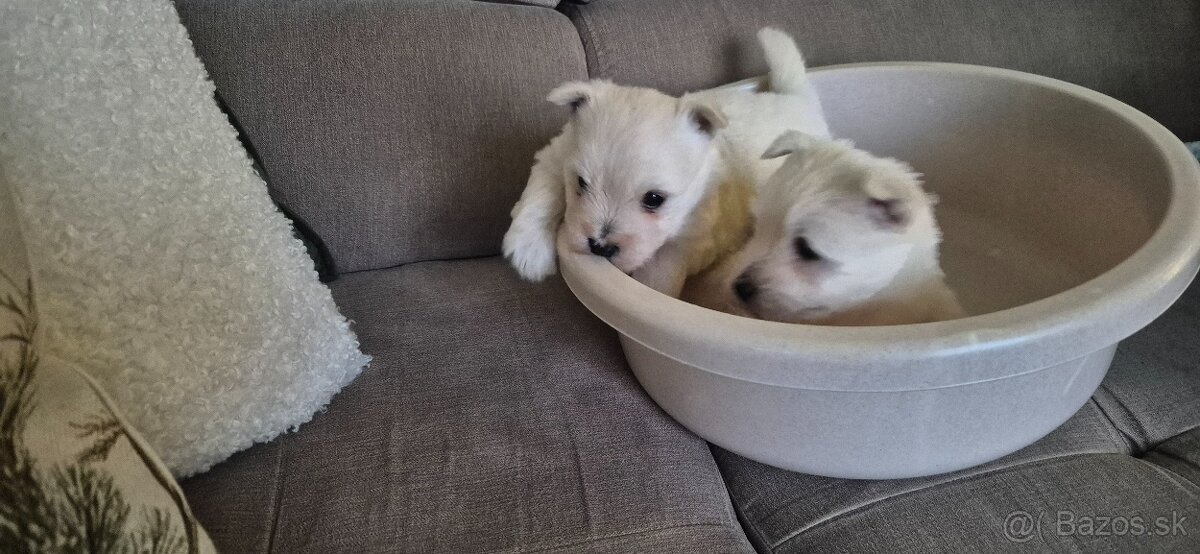 Predam Westika fenku - 12