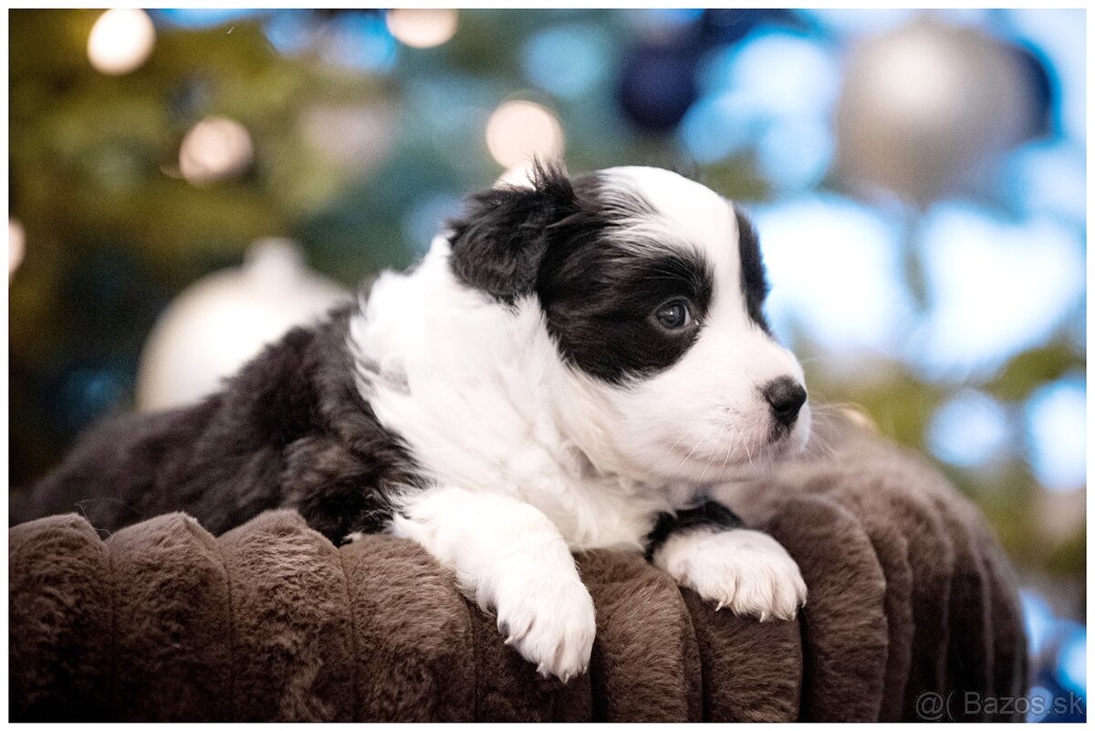 Border Collie Border Kolia s PP FCI - 12