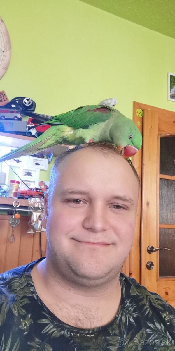 Alexander Veľký - 12