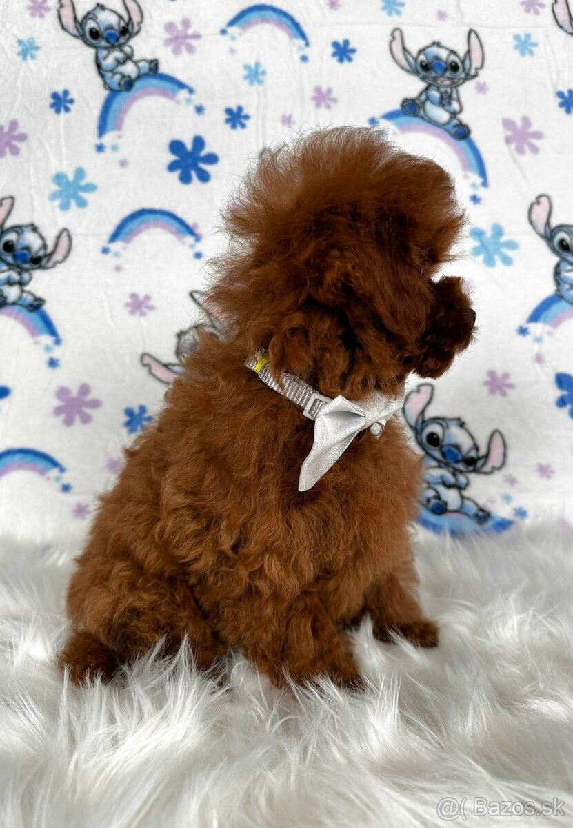 Pudel toy/Pudlík toy - red brown psíček - 12