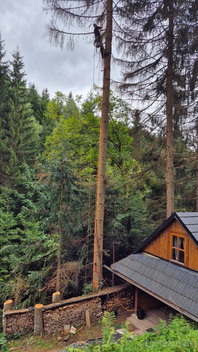 Výrub rizikových stromov - 12