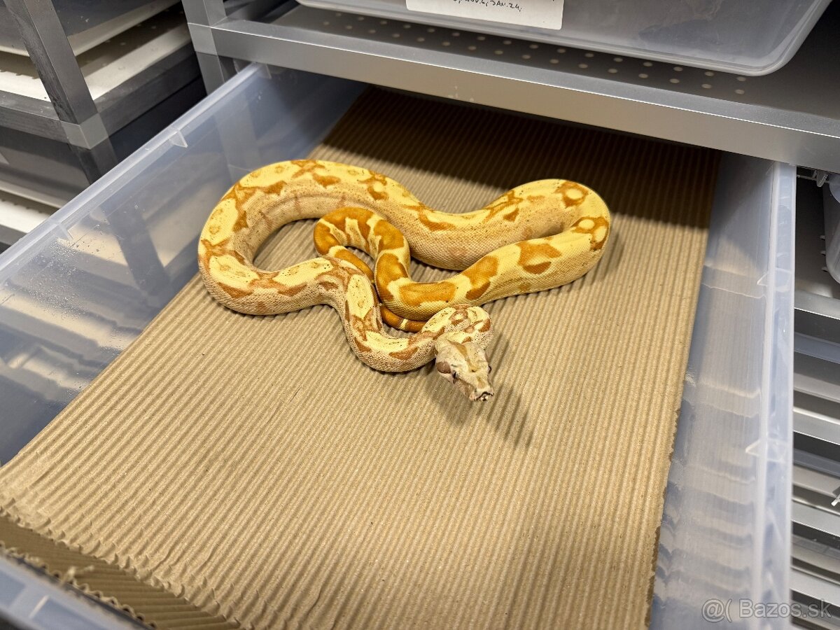 Boa Constrictor - Velhad kralovsky - 12