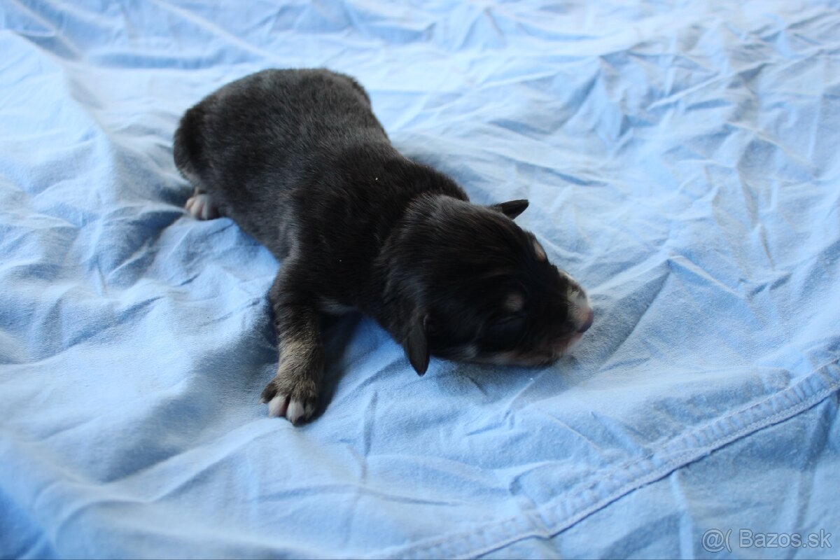 Ponúkam šteniatka - 12