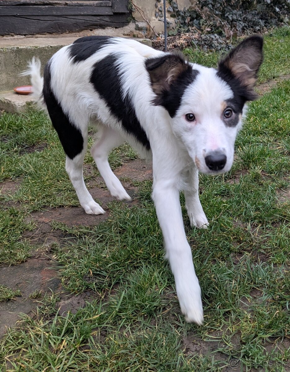 Border kolia tricolor - 12