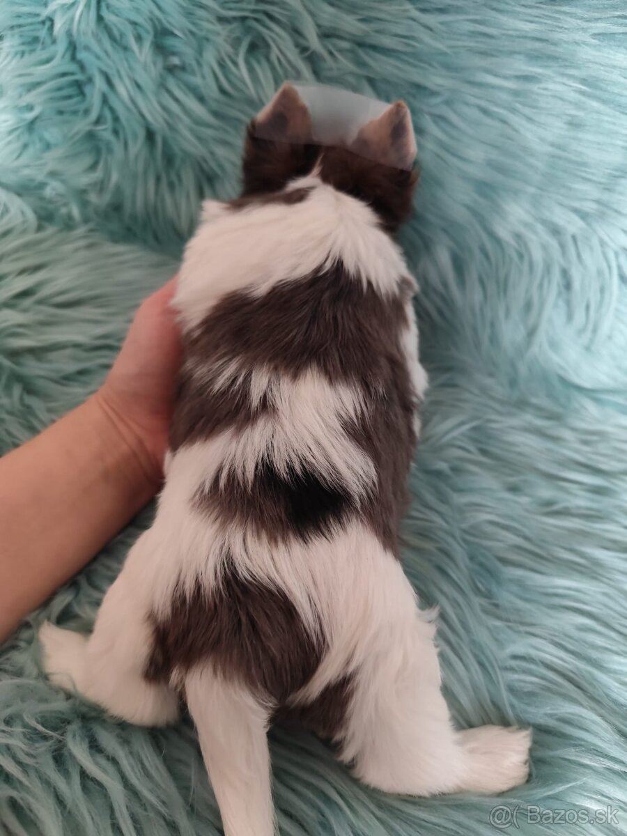 Yorkshire teriér, Biewer, Biro, Yorkshire teriér s PP - 12