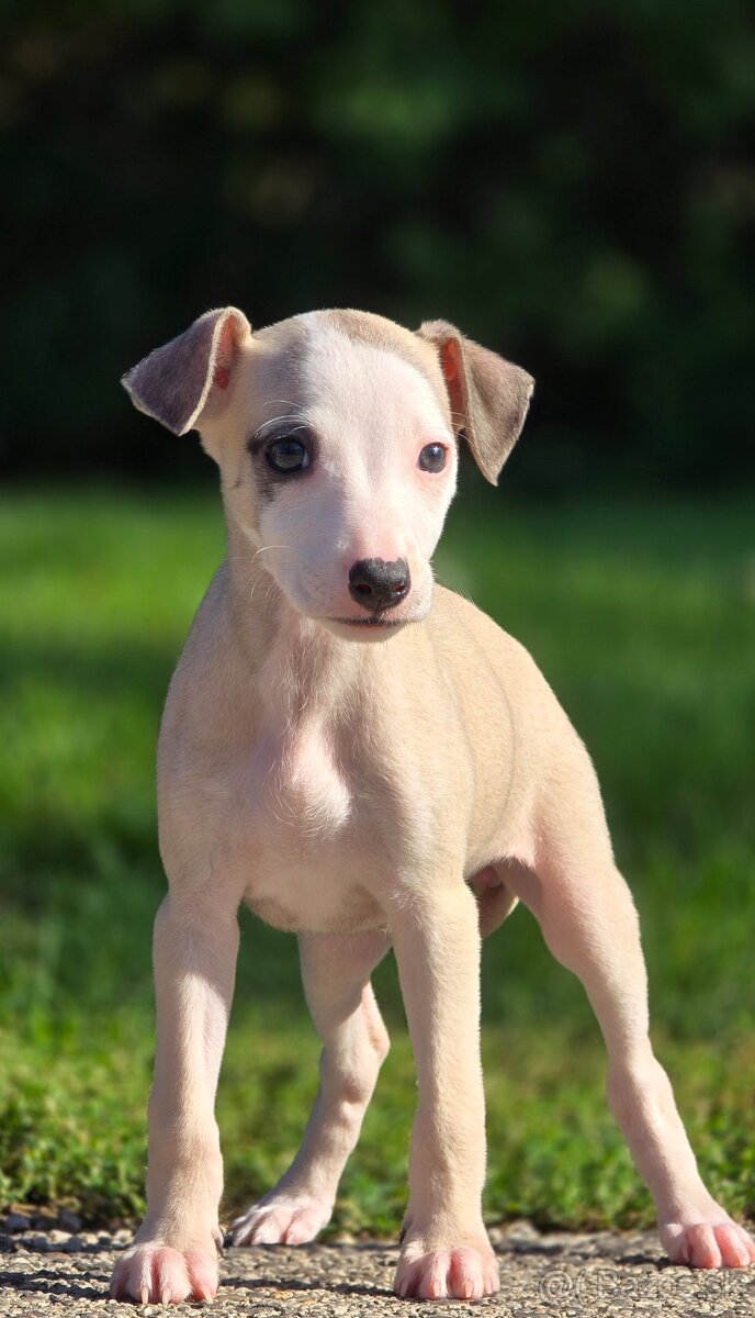 Vipet, Whippet s PP - 12