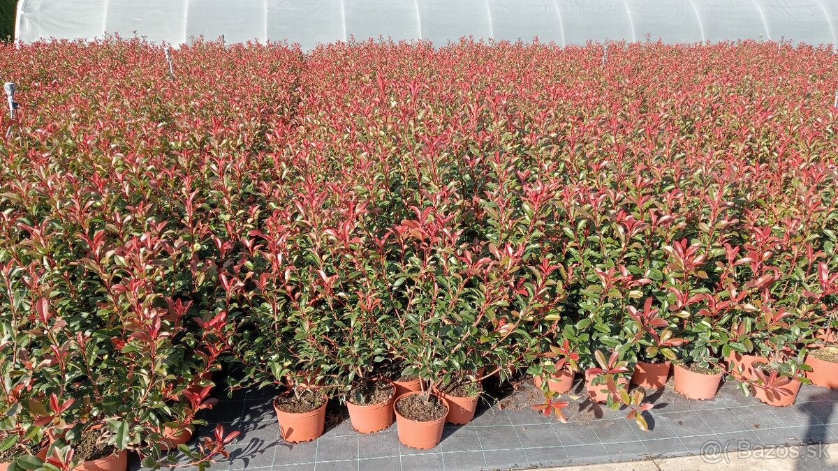 Tuja Smaragd, vavrínovec, červienka, gaštan - Námestovo - 12
