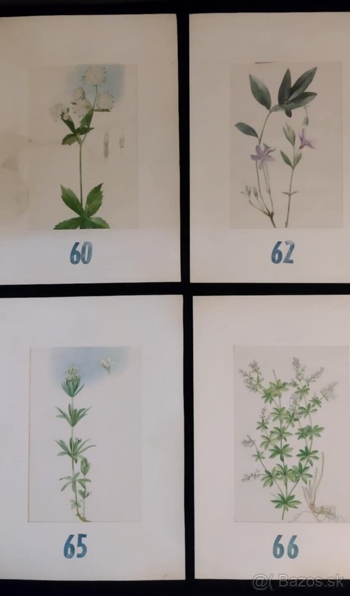 obrázky rastlín - 12