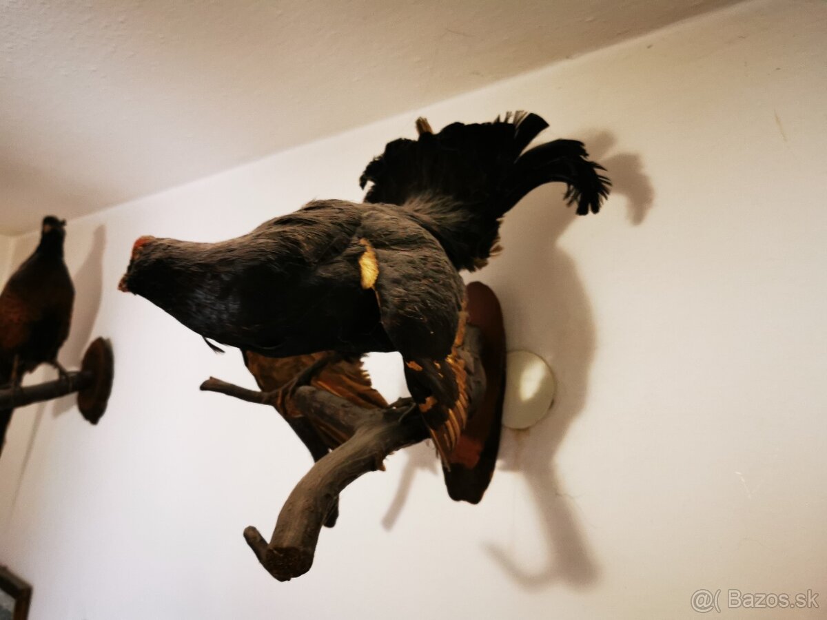 Srnec a iné trofeje - 12