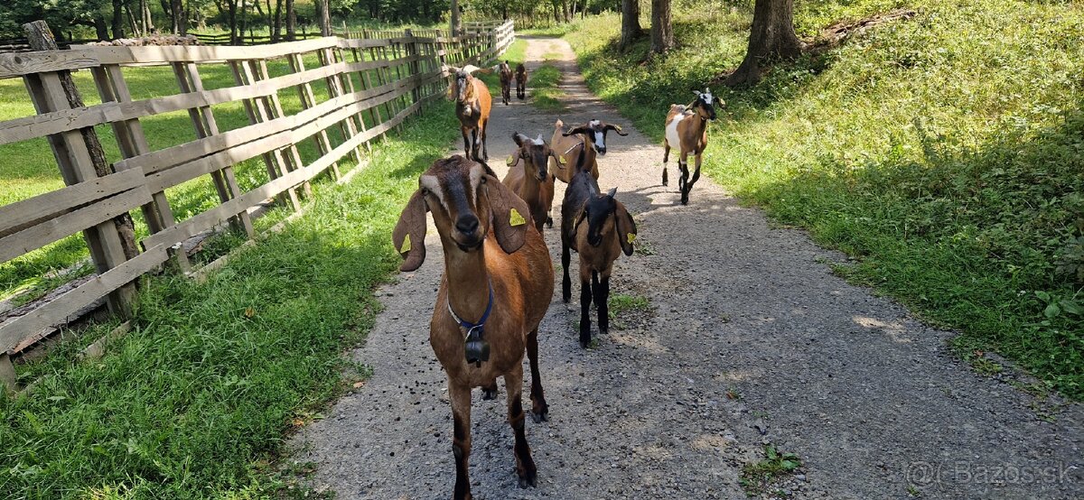 Angulobijske kozy - 12