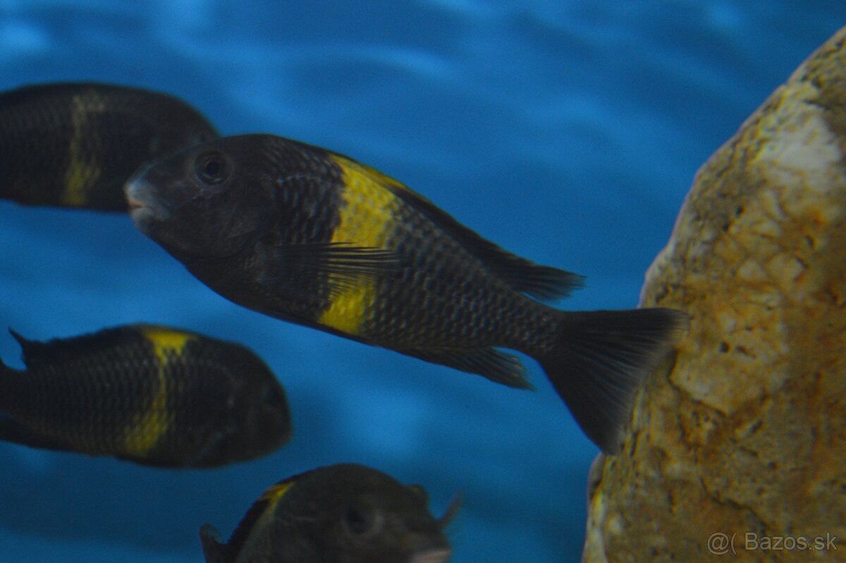 Predám prebytky chovu - Africké cichlidy: - 12