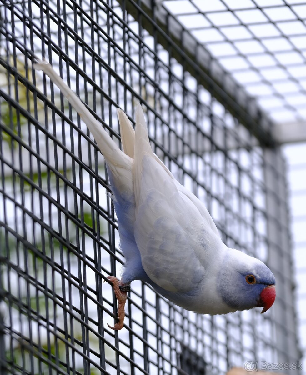 Alexander malý aqua opalin ct - 12