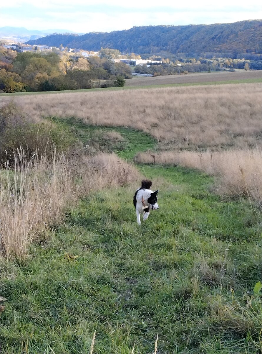 Karelsky Medvedí Pes - 12