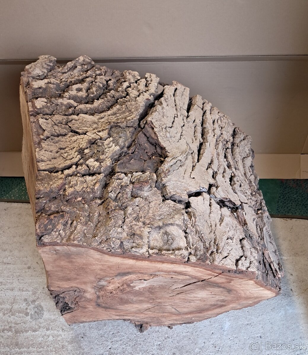 Orechovy kmen drevo - 12