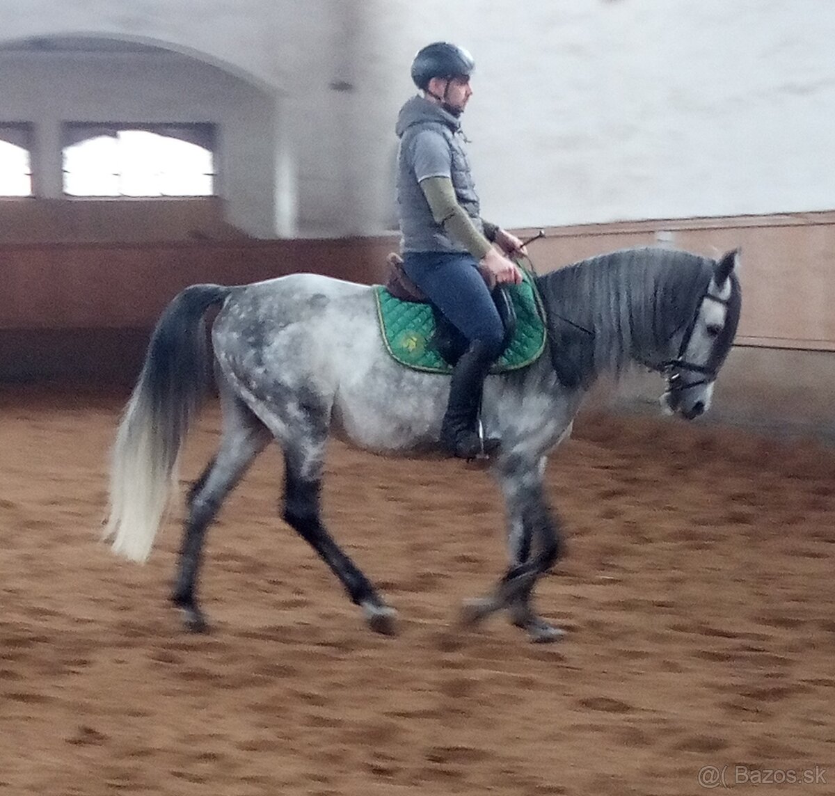 Pripúšťanie Shagya arab - 12