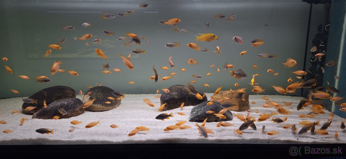 Africke cichlidy malawi - 12