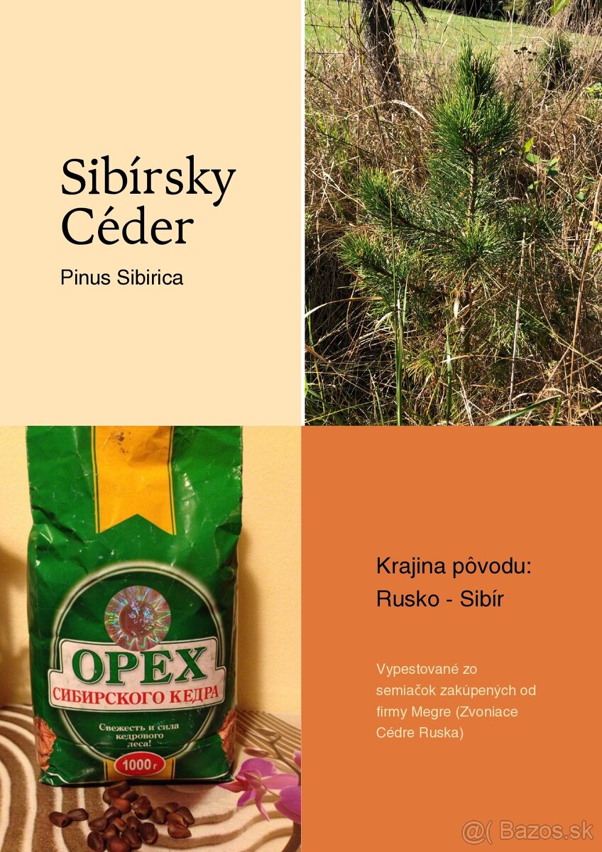 Sibírsky Céder / Pinus Sibirica Stromčeky - 12
