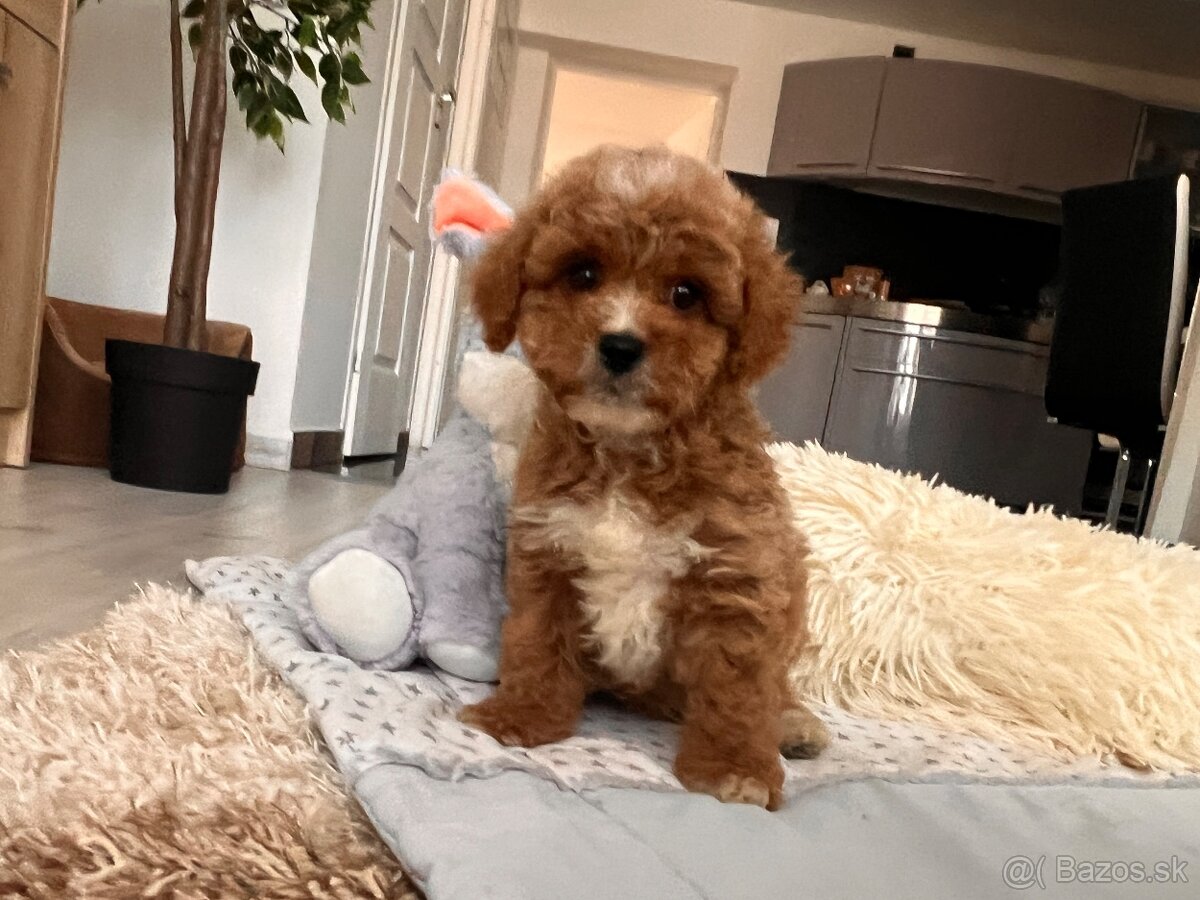 Roztomilé šteniatka Cavapoo - 12