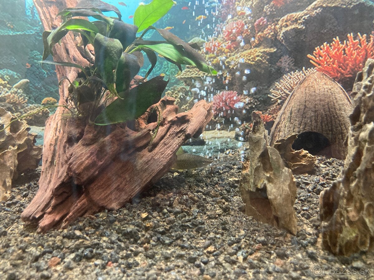 Zariadené akvárium 75l - 12