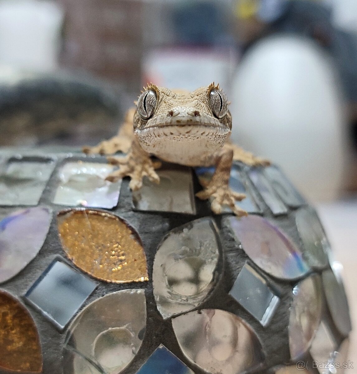 Pagekon Riasnaty - 12