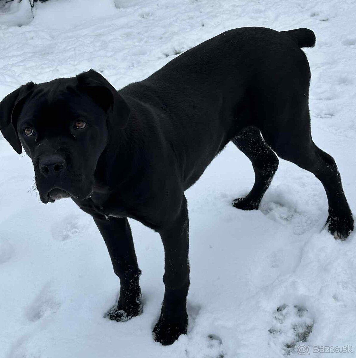 Cane corso šteniatka - 12
