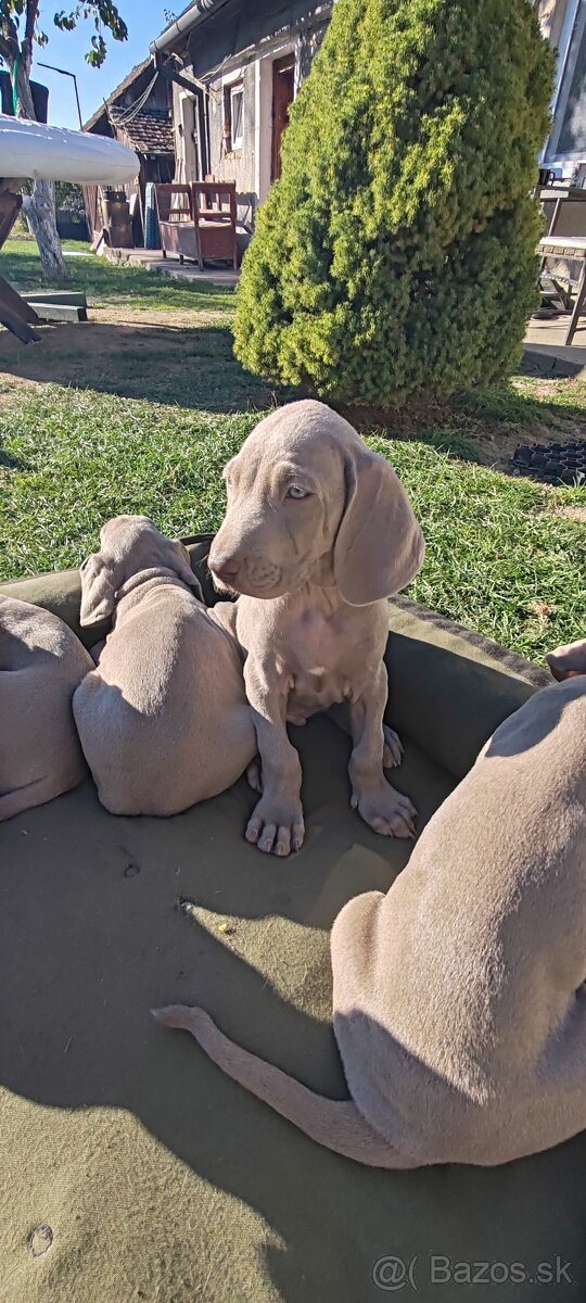 Weimarsky stavač - 12