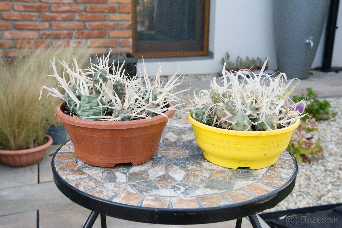 Predám kaktusy - 12