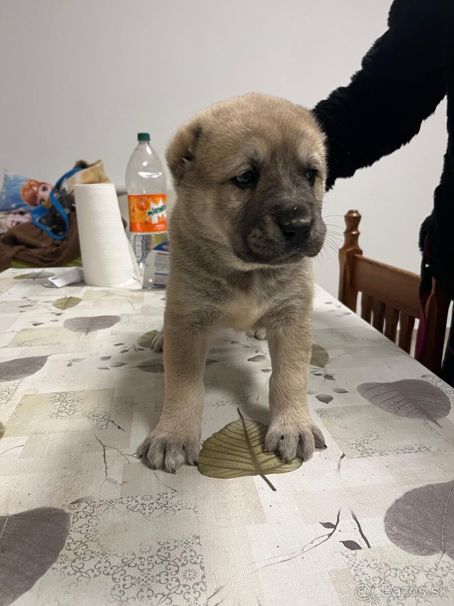 Stredoázijský ovčiak SAO - 12