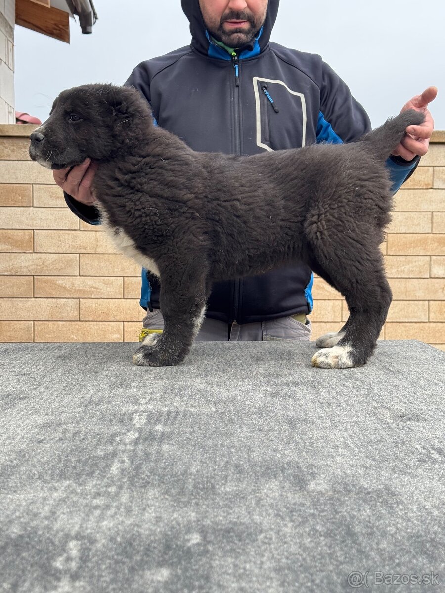 Stredoázijský ovčiak SAO - 12