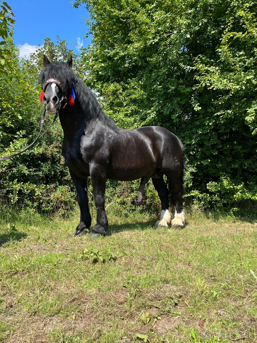 Pripúšťanie plemennými žrebcami - 12