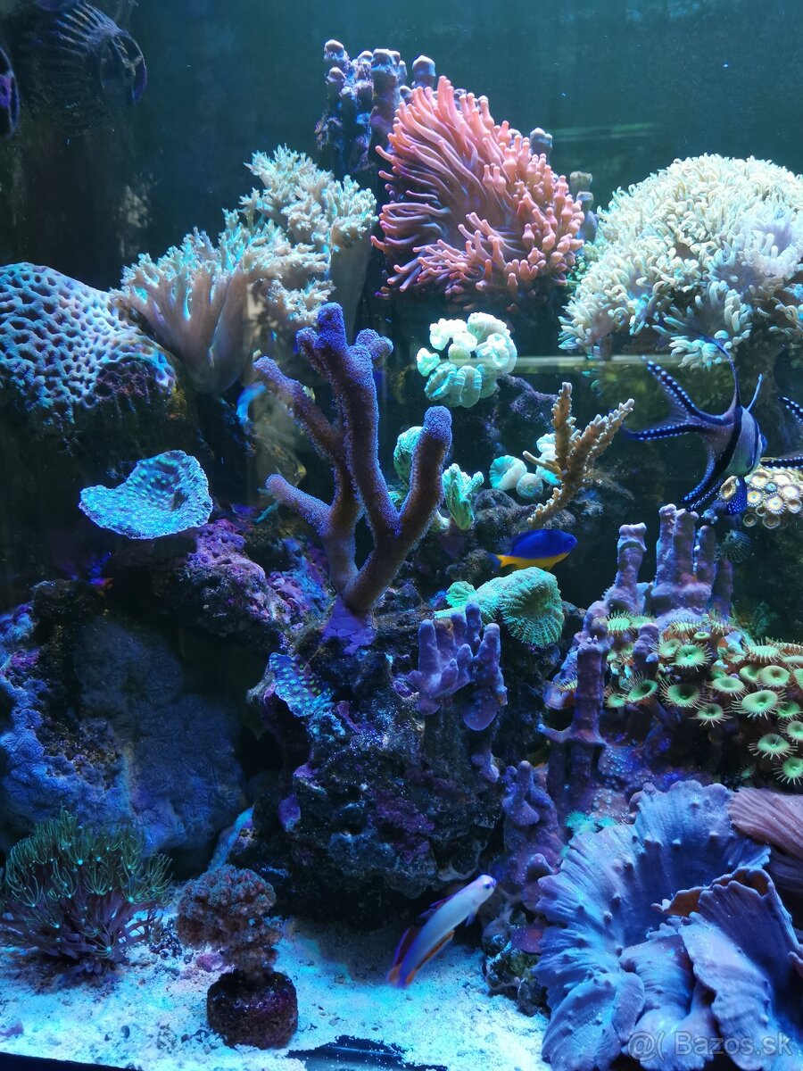 Morske akvarium - 12