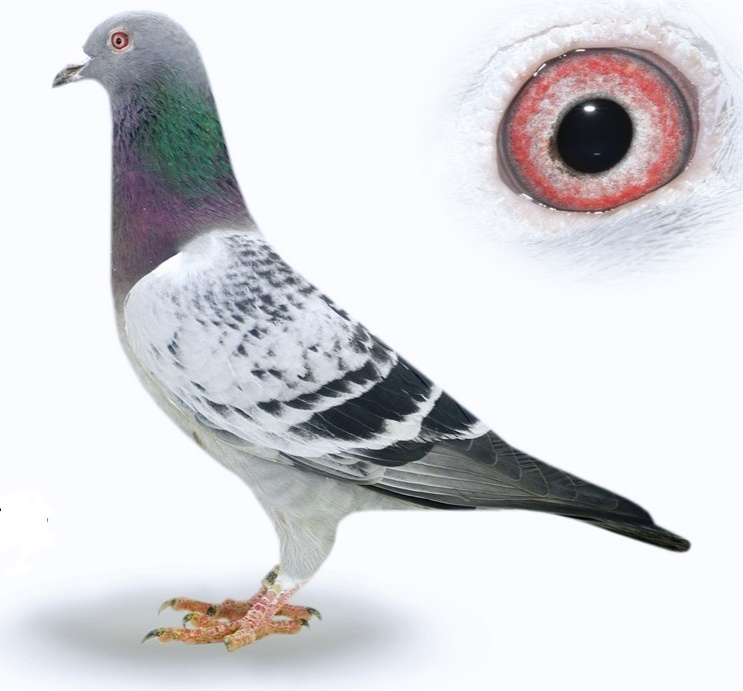 Poštové holuby - 12