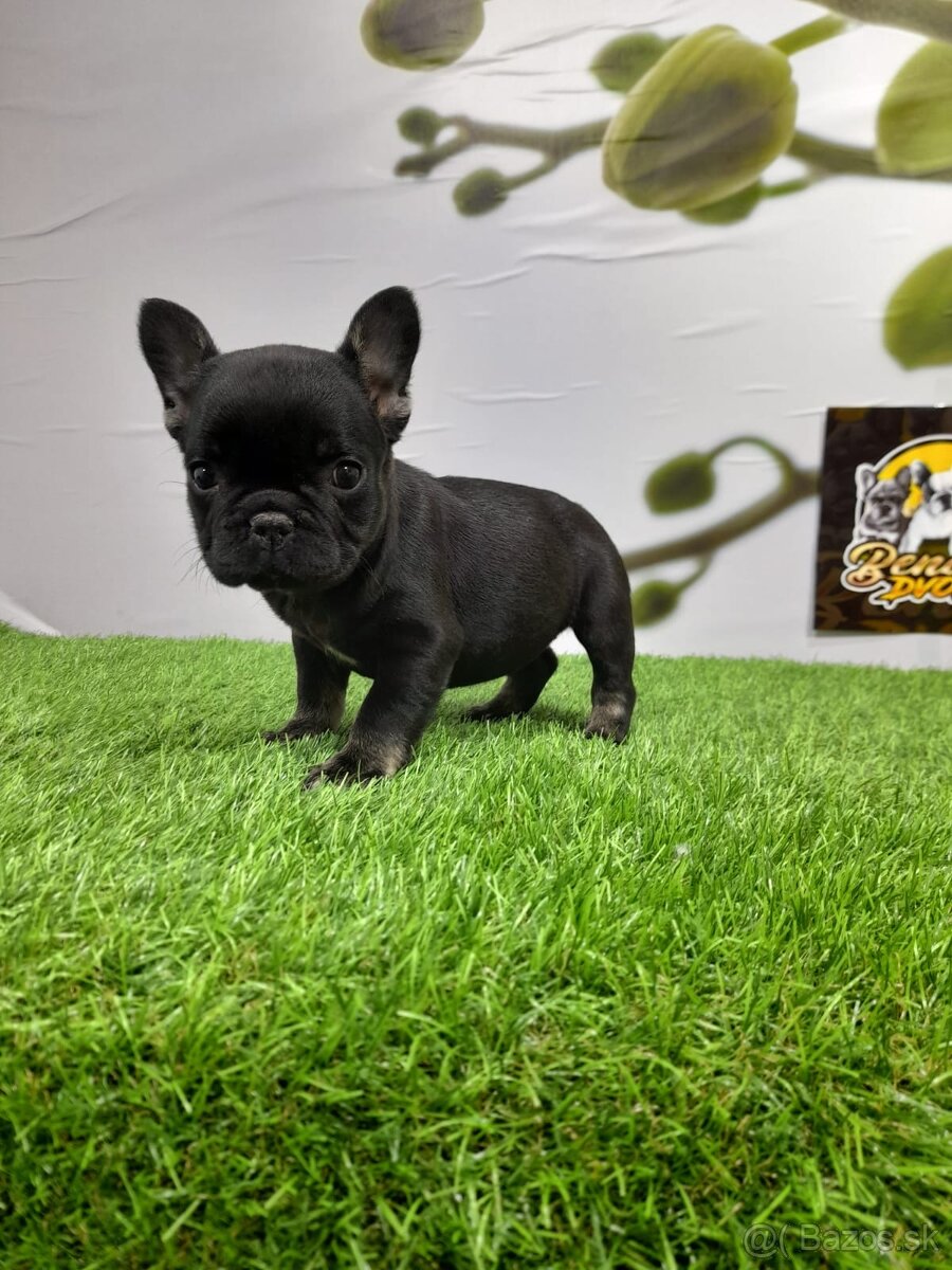 Francúzsky buldoček - 12